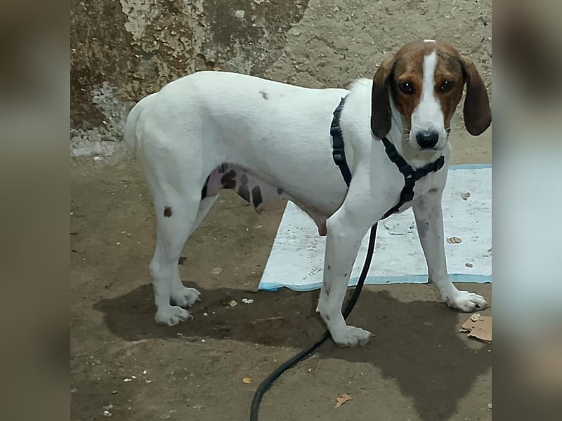 Bella - Hat Interessenten- zarte, sanfte Traumhündin Bella - Hat Interessenten- zarte, sanfte Traumhündin