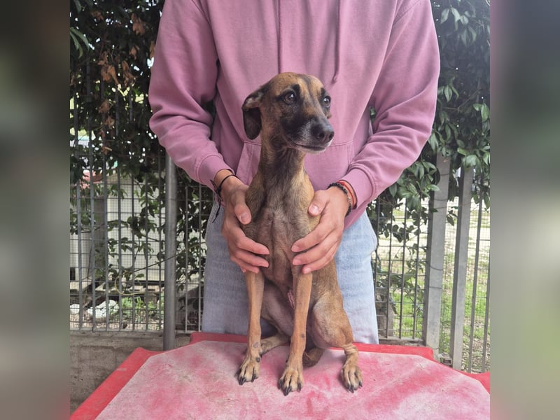 Ginger - zarte, sportliche, liebevolle Hündin