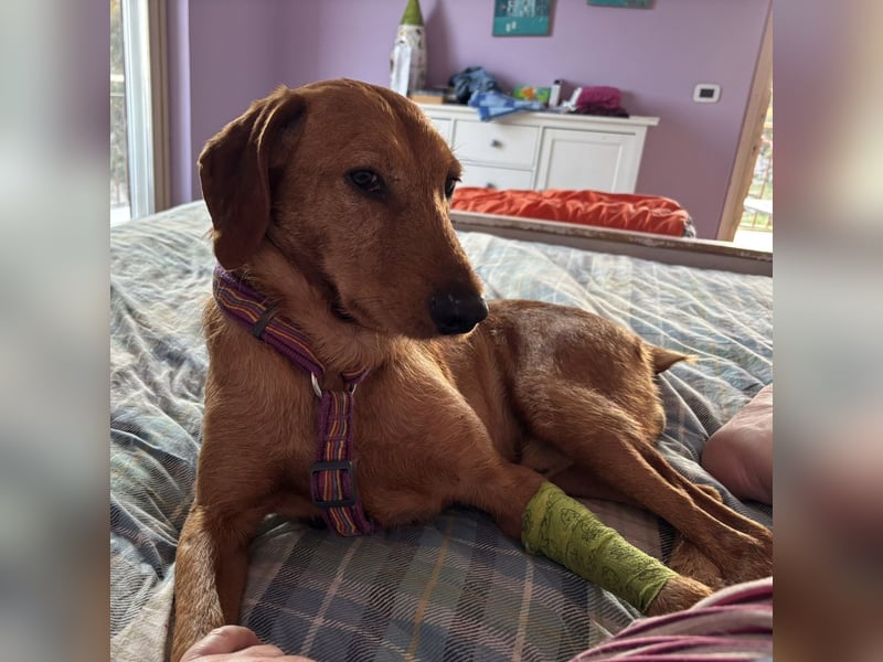 Mimmo - menschenbezogener, toller Bub