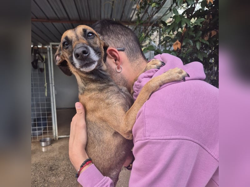 Ginger - zarte, sportliche, liebevolle Hündin