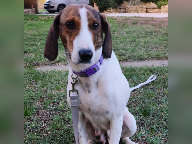 Bella - Hat Interessenten- zarte, sanfte Traumhündin Bella - Hat Interessenten- zarte, sanfte Traumhündin