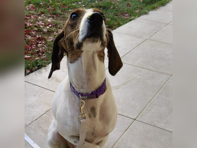 Bella - Hat Interessenten- zarte, sanfte Traumhündin Bella - Hat Interessenten- zarte, sanfte Traumhündin