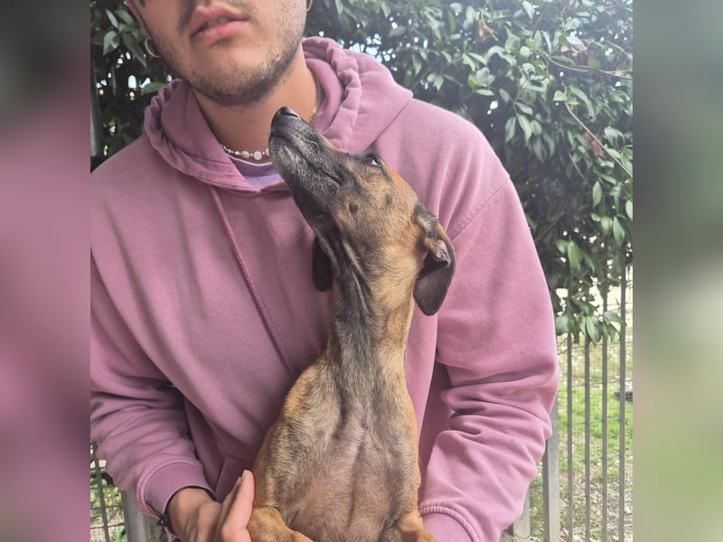 Ginger - zarte, sportliche, liebevolle Hündin