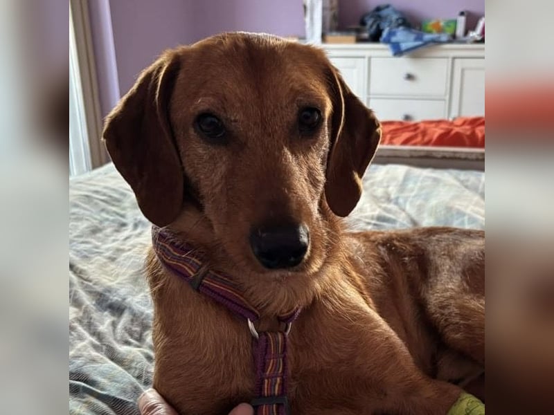 Mimmo - menschenbezogener, toller Bub