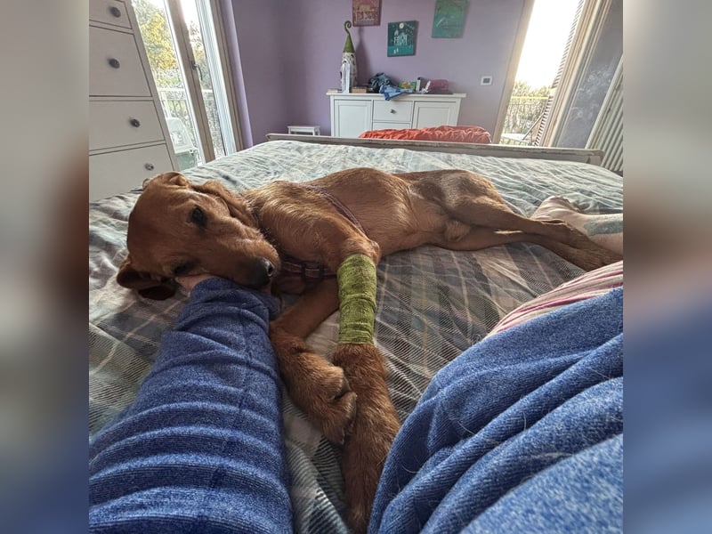 Mimmo - menschenbezogener, toller Bub