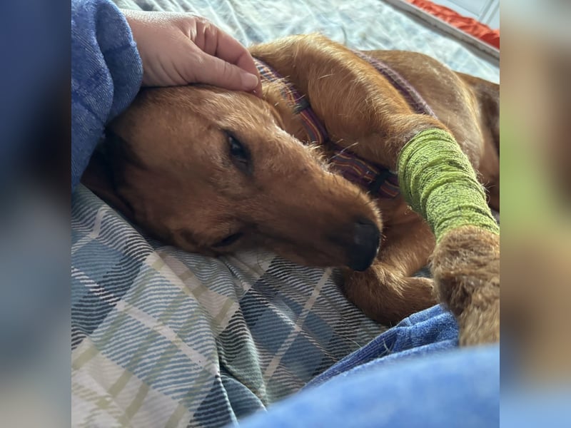 Mimmo - menschenbezogener, toller Bub