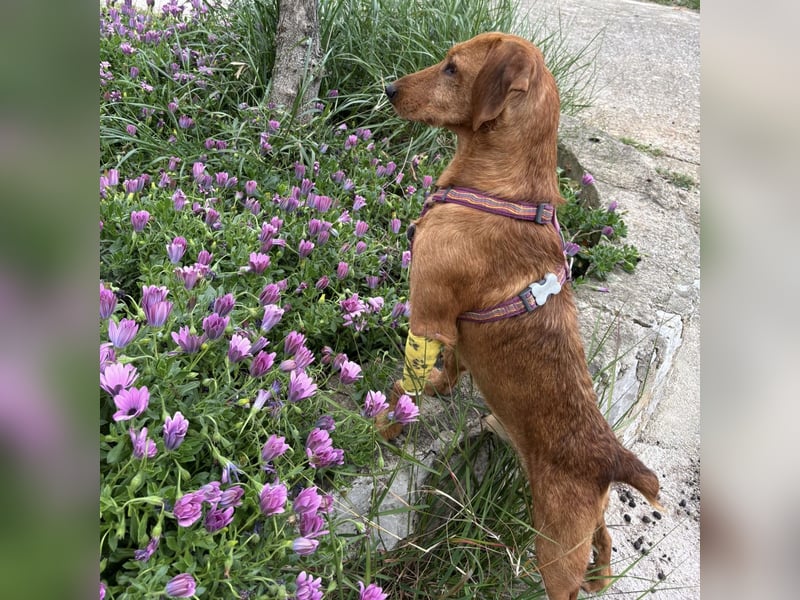 Mimmo - menschenbezogener, toller Bub