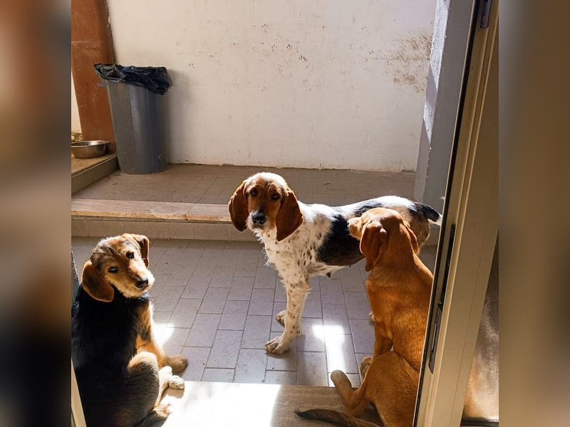 Armonia - leise, liebevoll, bereit für ihre "Für Immer Menschen"