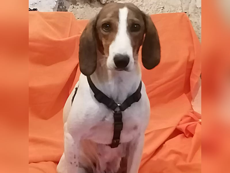 Bella - Hat Interessenten- zarte, sanfte Traumhündin Bella - Hat Interessenten- zarte, sanfte Traumhündin