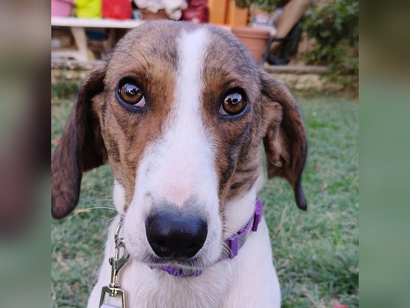 Bella - Hat Interessenten- zarte, sanfte Traumhündin Bella - Hat Interessenten- zarte, sanfte Traumhündin