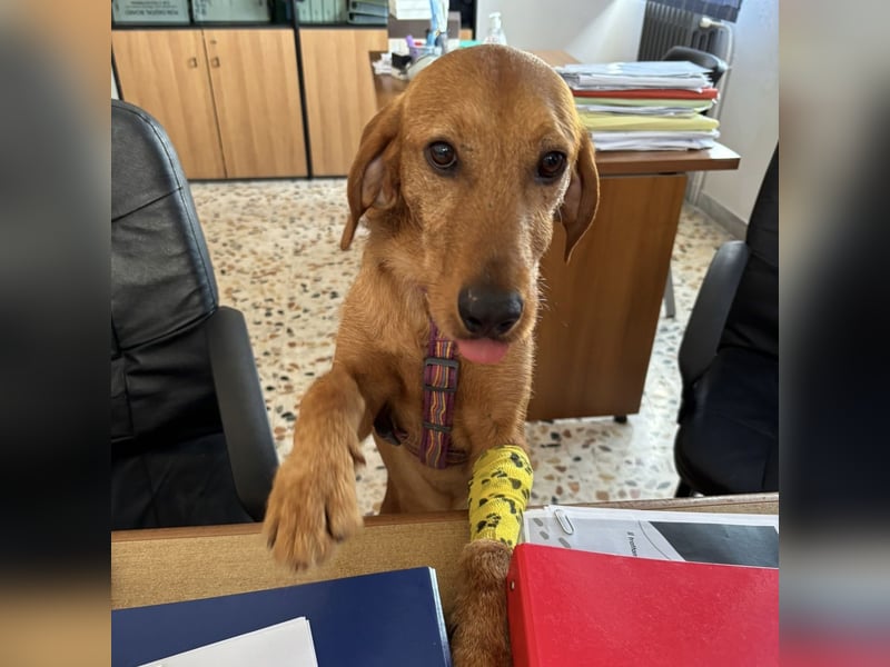 Mimmo - menschenbezogener, toller Bub