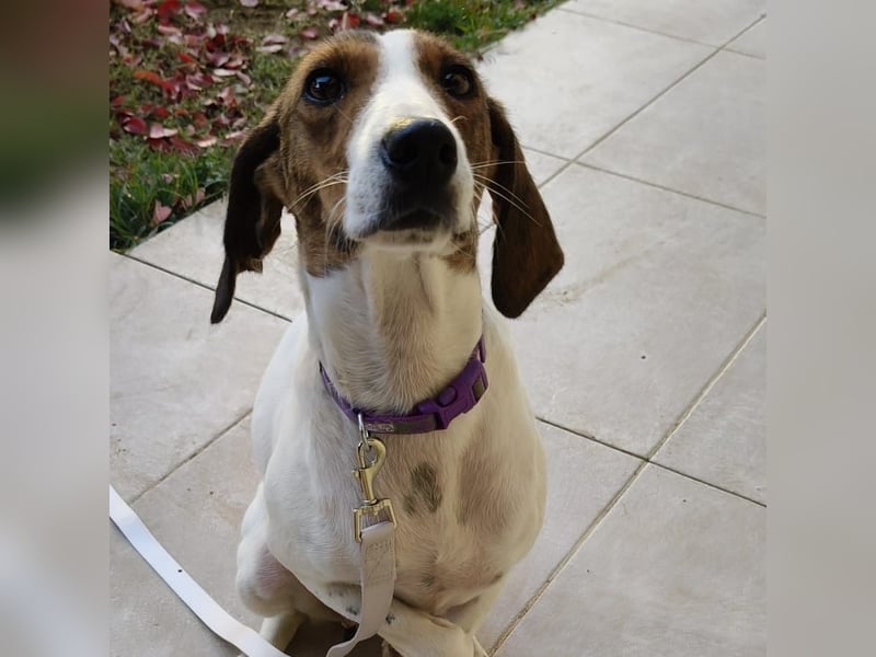 Bella - Hat Interessenten- zarte, sanfte Traumhündin Bella - Hat Interessenten- zarte, sanfte Traumhündin