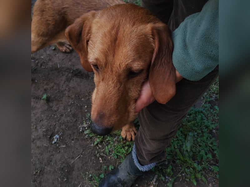 Mimmo - menschenbezogener, toller Bub