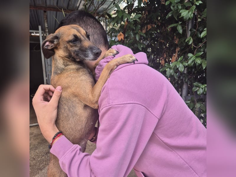 Ginger - zarte, sportliche, liebevolle Hündin