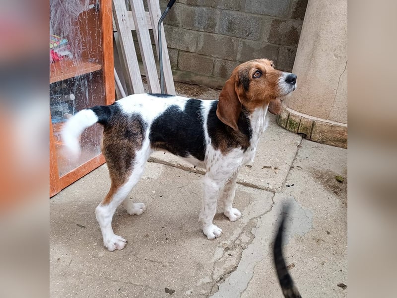 Armonia - leise, liebevoll, bereit für ihre "Für Immer Menschen"