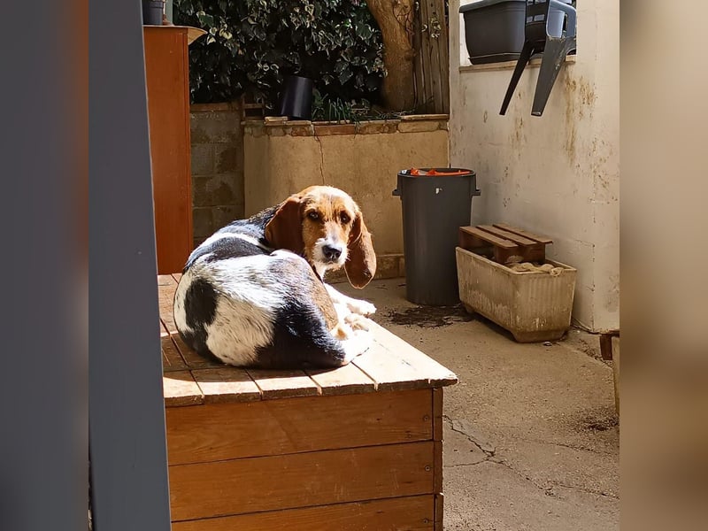 Armonia - leise, liebevoll, bereit für ihre "Für Immer Menschen"