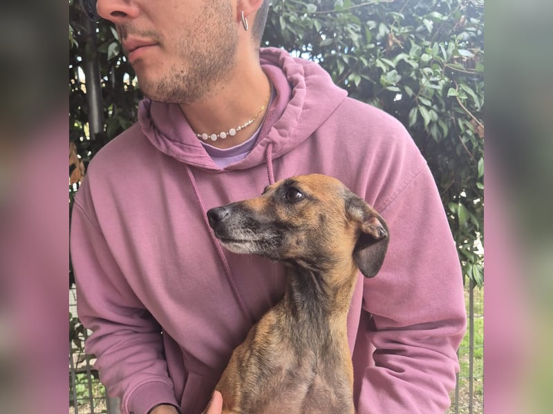 Ginger - zarte, sportliche, liebevolle Hündin