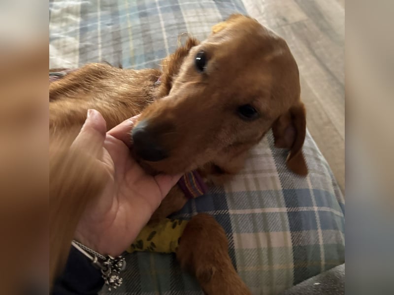 Mimmo - menschenbezogener, toller Bub