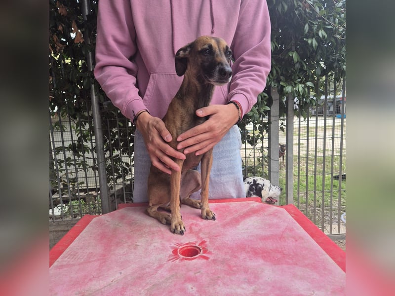 Ginger - zarte, sportliche, liebevolle Hündin