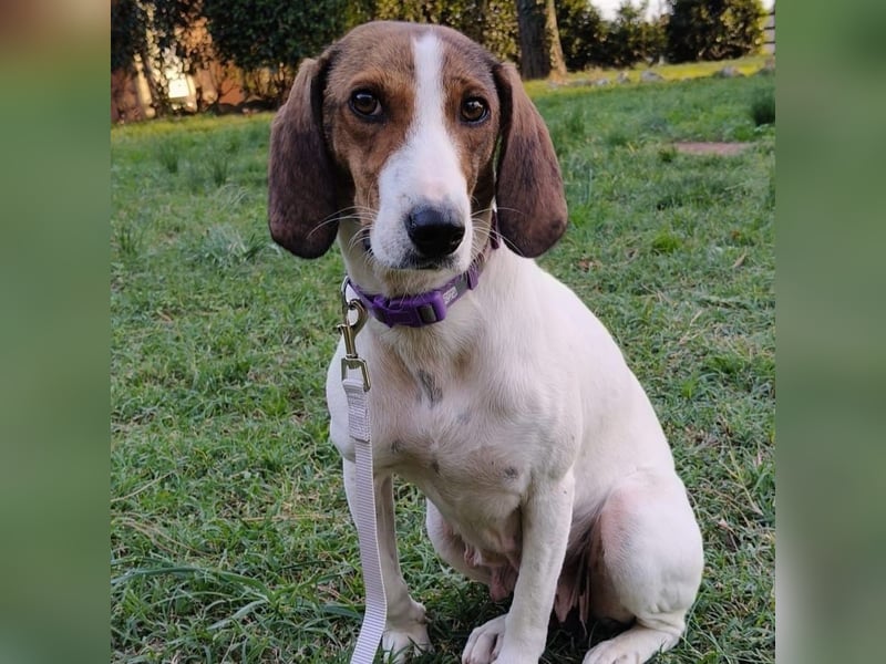 Bella - Hat Interessenten- zarte, sanfte Traumhündin Bella - Hat Interessenten- zarte, sanfte Traumhündin