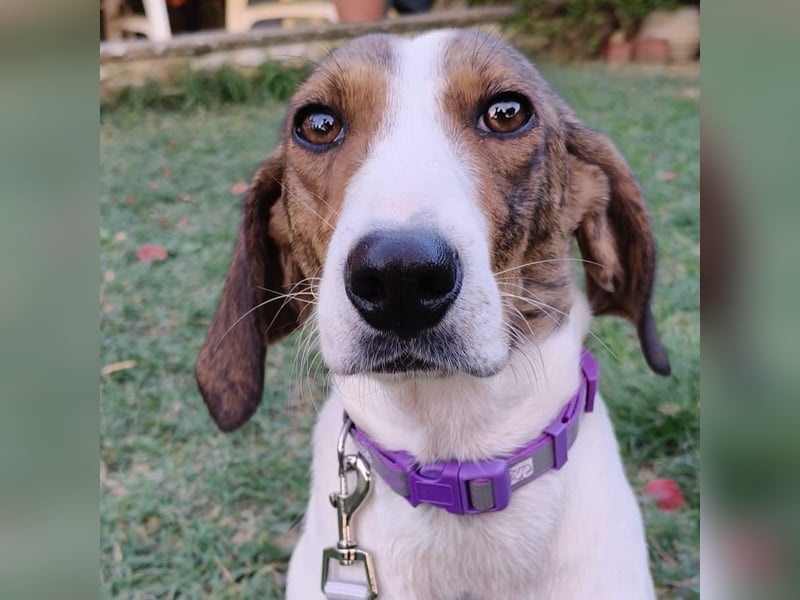 Bella - Hat Interessenten- zarte, sanfte Traumhündin Bella - Hat Interessenten- zarte, sanfte Traumhündin