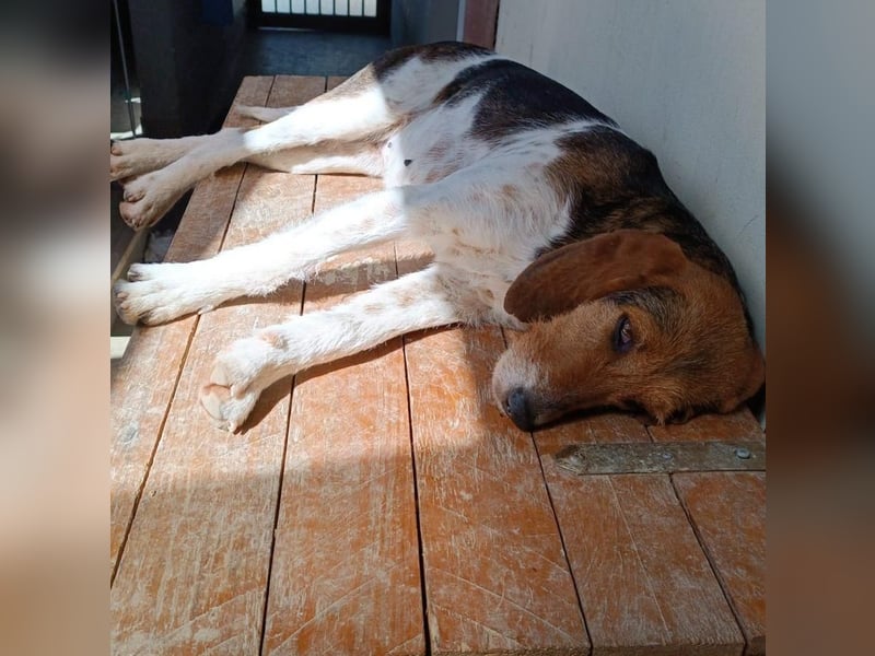 Armonia - leise, liebevoll, bereit für ihre "Für Immer Menschen"