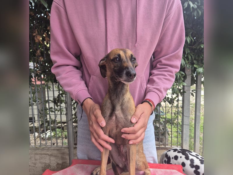 Ginger - zarte, sportliche, liebevolle Hündin