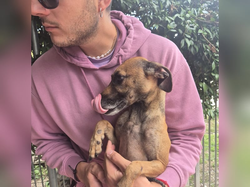 Ginger - zarte, sportliche, liebevolle Hündin