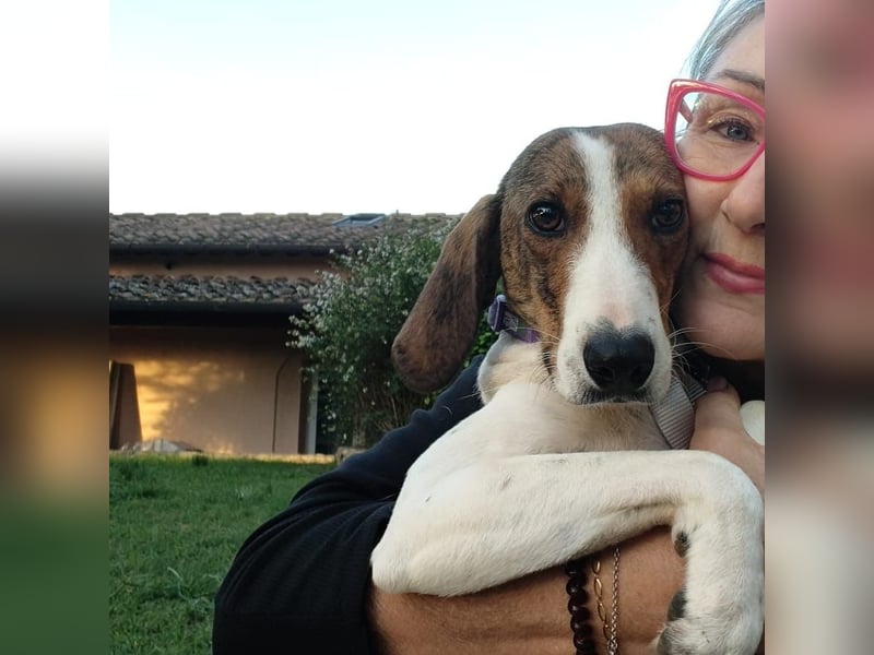 Bella - Hat Interessenten- zarte, sanfte Traumhündin Bella - Hat Interessenten- zarte, sanfte Traumhündin