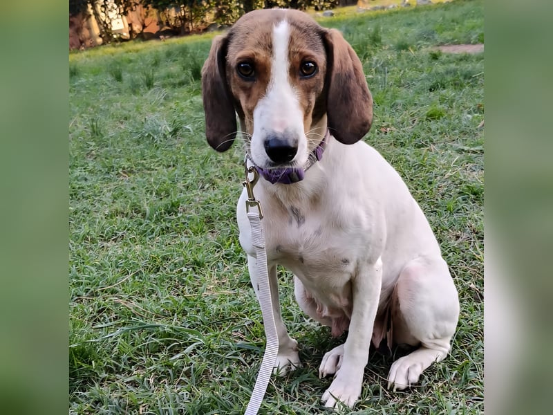 Bella - Hat Interessenten- zarte, sanfte Traumhündin Bella - Hat Interessenten- zarte, sanfte Traumhündin