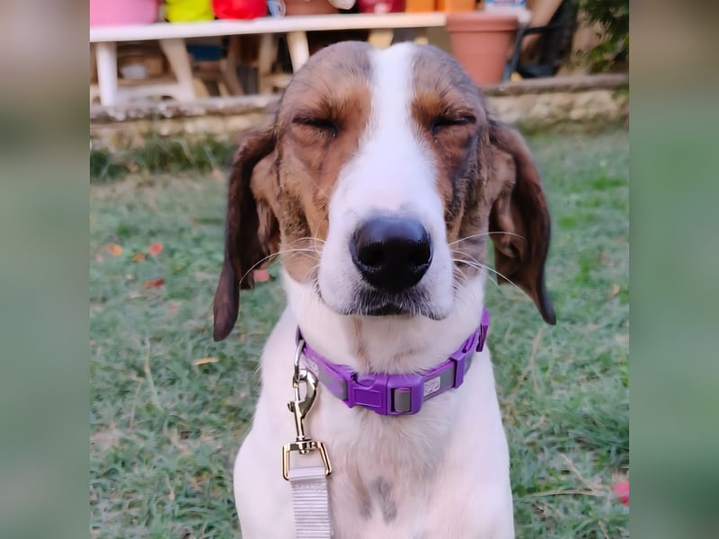 Bella - Hat Interessenten- zarte, sanfte Traumhündin Bella - Hat Interessenten- zarte, sanfte Traumhündin