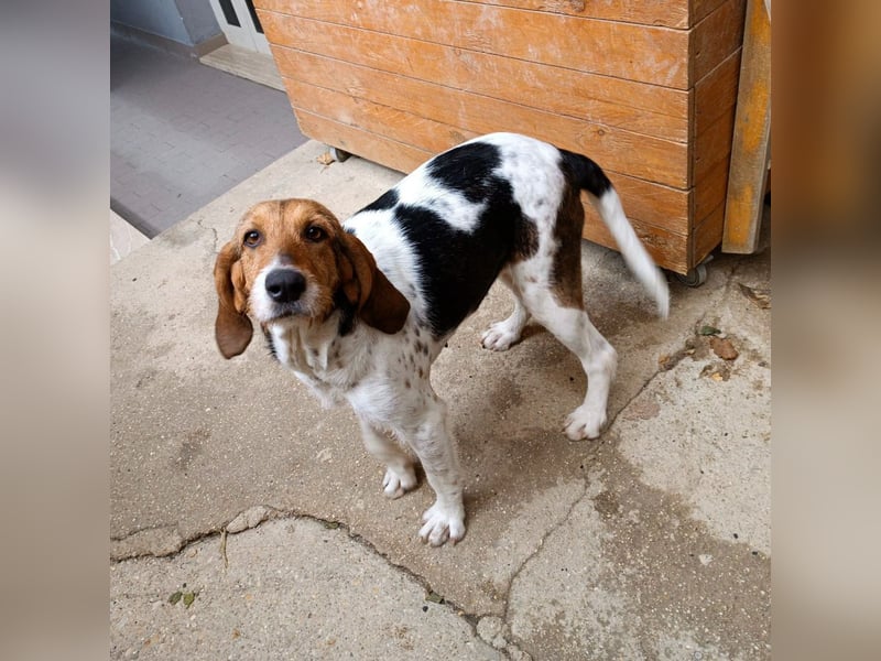 Armonia - leise, liebevoll, bereit für ihre "Für Immer Menschen"