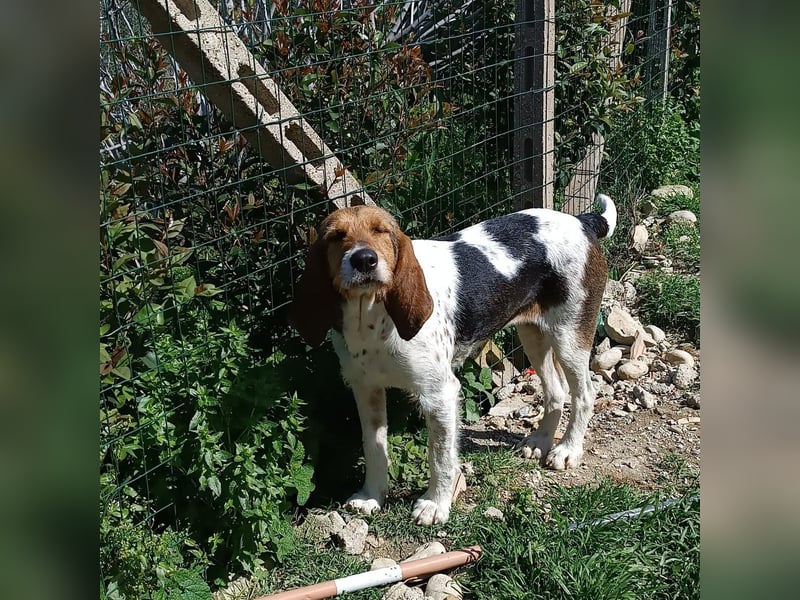 Armonia - leise, liebevoll, bereit für ihre "Für Immer Menschen"