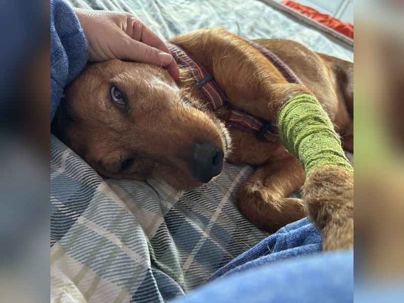 Mimmo - menschenbezogener, toller Bub