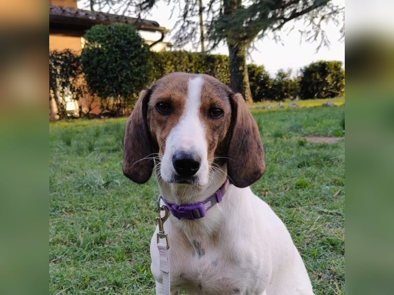 Bella - Hat Interessenten- zarte, sanfte Traumhündin Bella - Hat Interessenten- zarte, sanfte Traumhündin