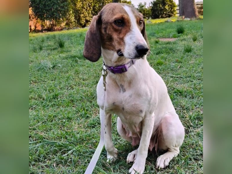 Bella - Hat Interessenten- zarte, sanfte Traumhündin Bella - Hat Interessenten- zarte, sanfte Traumhündin