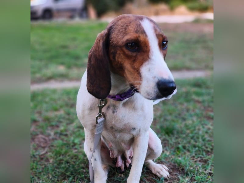 Bella - Hat Interessenten- zarte, sanfte Traumhündin Bella - Hat Interessenten- zarte, sanfte Traumhündin