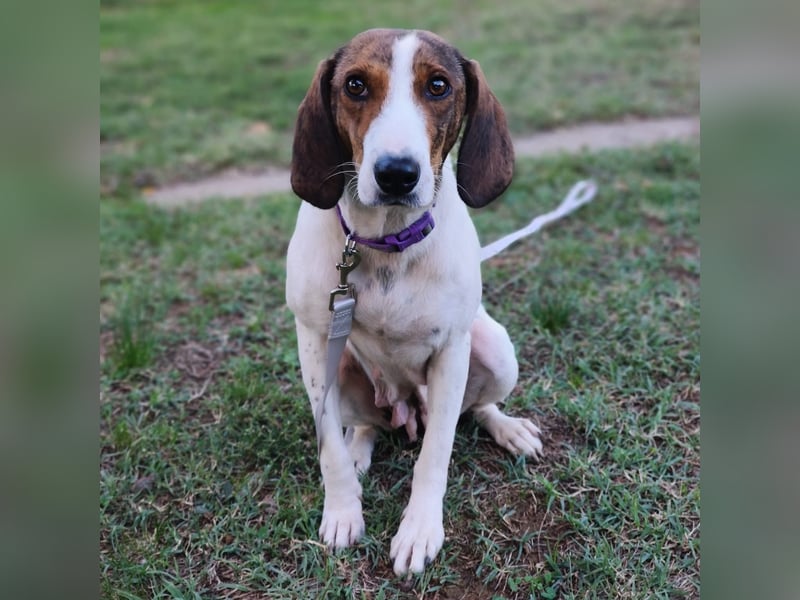 Bella - Hat Interessenten- zarte, sanfte Traumhündin Bella - Hat Interessenten- zarte, sanfte Traumhündin