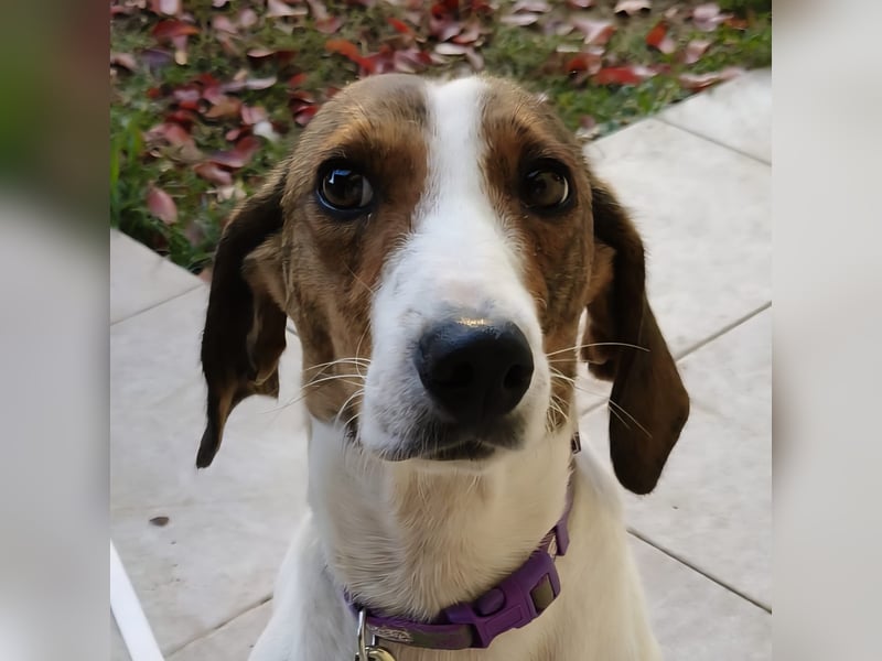 Bella - Hat Interessenten- zarte, sanfte Traumhündin Bella - Hat Interessenten- zarte, sanfte Traumhündin