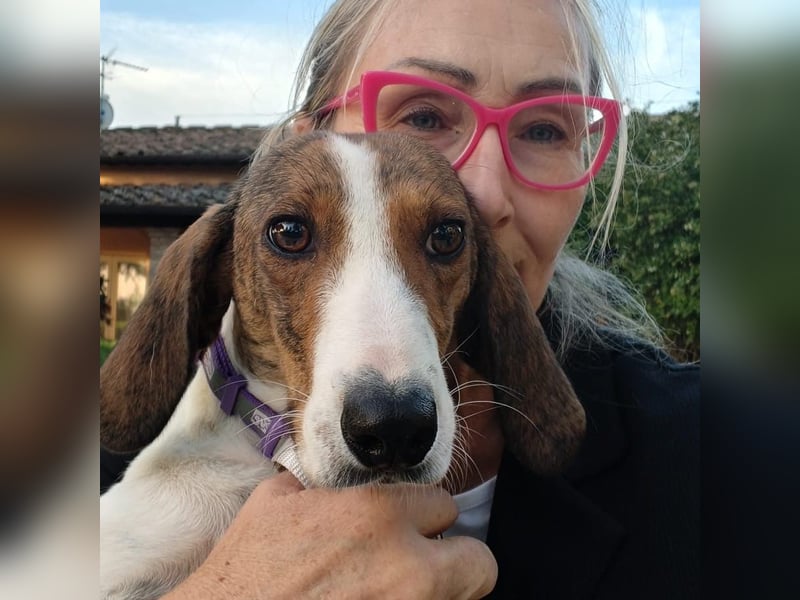 Bella - Hat Interessenten- zarte, sanfte Traumhündin Bella - Hat Interessenten- zarte, sanfte Traumhündin