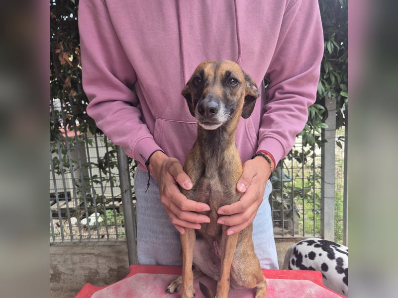 Ginger - zarte, sportliche, liebevolle Hündin