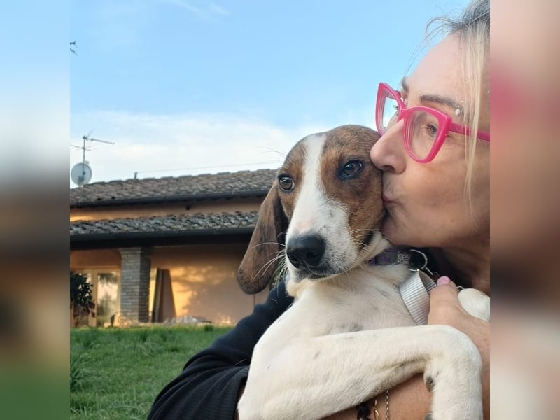 Bella - Hat Interessenten- zarte, sanfte Traumhündin Bella - Hat Interessenten- zarte, sanfte Traumhündin