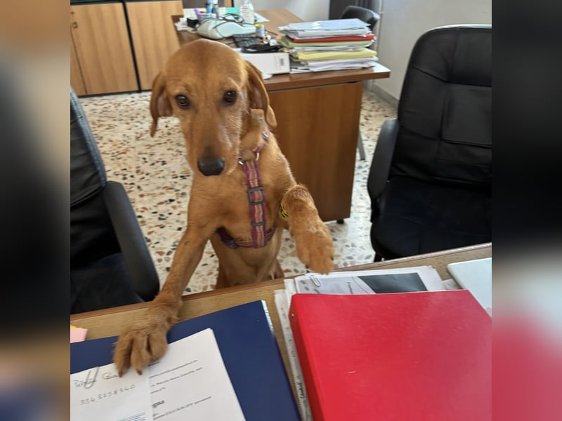 Mimmo - menschenbezogener, toller Bub