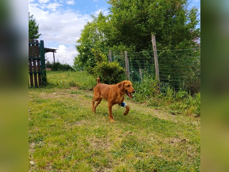 Mimmo - menschenbezogener, toller Bub