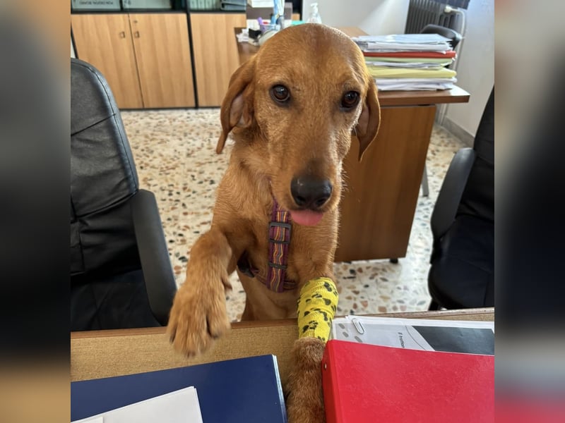 Mimmo - menschenbezogener, toller Bub