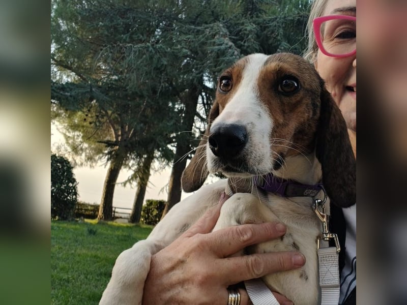 Bella - Hat Interessenten- zarte, sanfte Traumhündin Bella - Hat Interessenten- zarte, sanfte Traumhündin