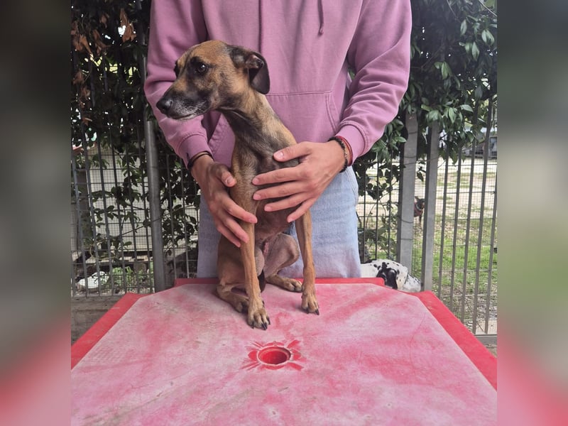 Ginger - zarte, sportliche, liebevolle Hündin