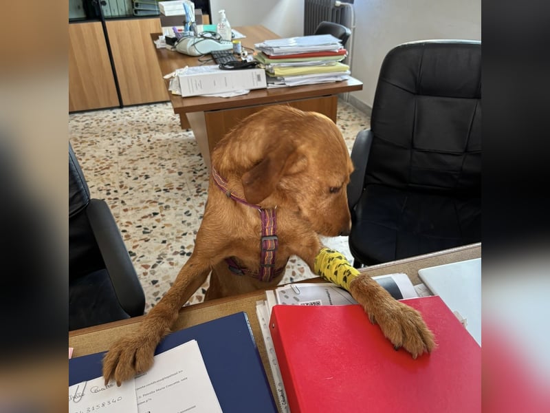 Mimmo - menschenbezogener, toller Bub