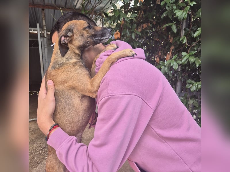 Ginger - zarte, sportliche, liebevolle Hündin