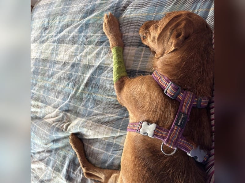 Mimmo - menschenbezogener, toller Bub